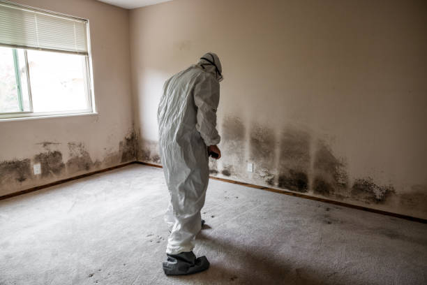 Best Attic Mold Removal  in Woodmere, NY